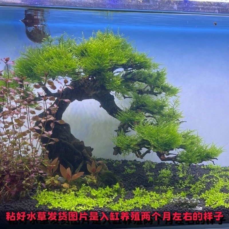 Bassin à fleurs en bois flotté - Resin Art And Wood avis et prix